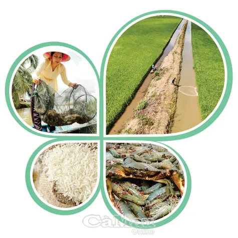 “Vị ngọt” tôm - lúa hữu cơ