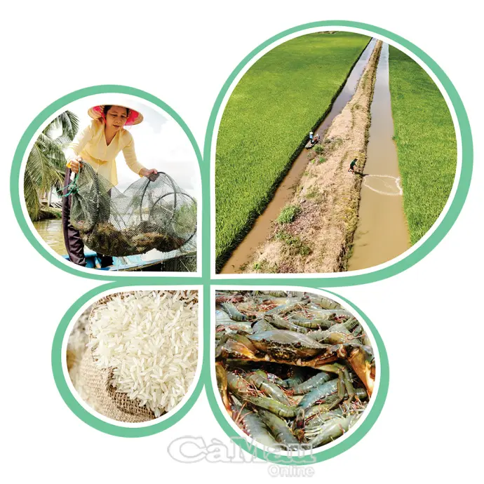 “Vị ngọt” tôm - lúa hữu cơ