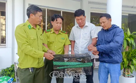 Mèo rừng trong Sách đỏ được thả về Vườn chim Bạc Liêu