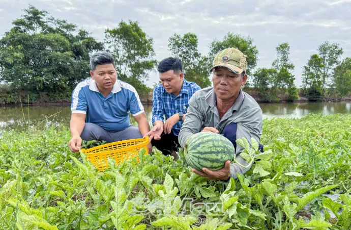 Phủ xanh bờ bao vuông tôm, thu quả ngọt