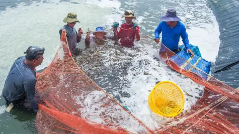 Giá tôm tăng, người nuôi lãi lớn