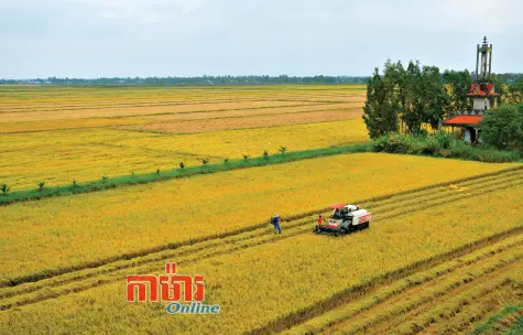 ស្រូវរដូវប្រាំងកំណើនផល