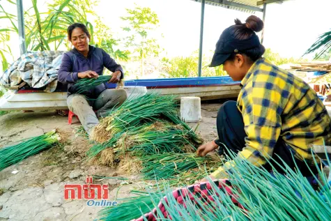 រដូវដំណាំពេញដោយក្តីសង្ឃឹម