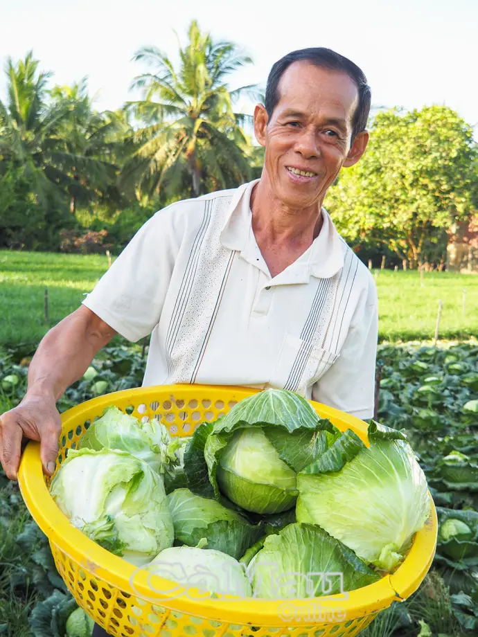 Trúng mùa bắp cải