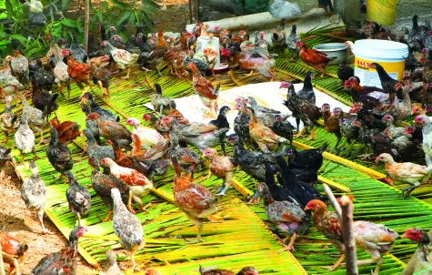 ផ្តល់ជីវភាពរស់នៅ ដើម្បីអំណរនិទាឃរដូវ