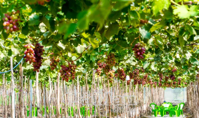 Nho Ninh Thuận bén đất Khánh Hưng