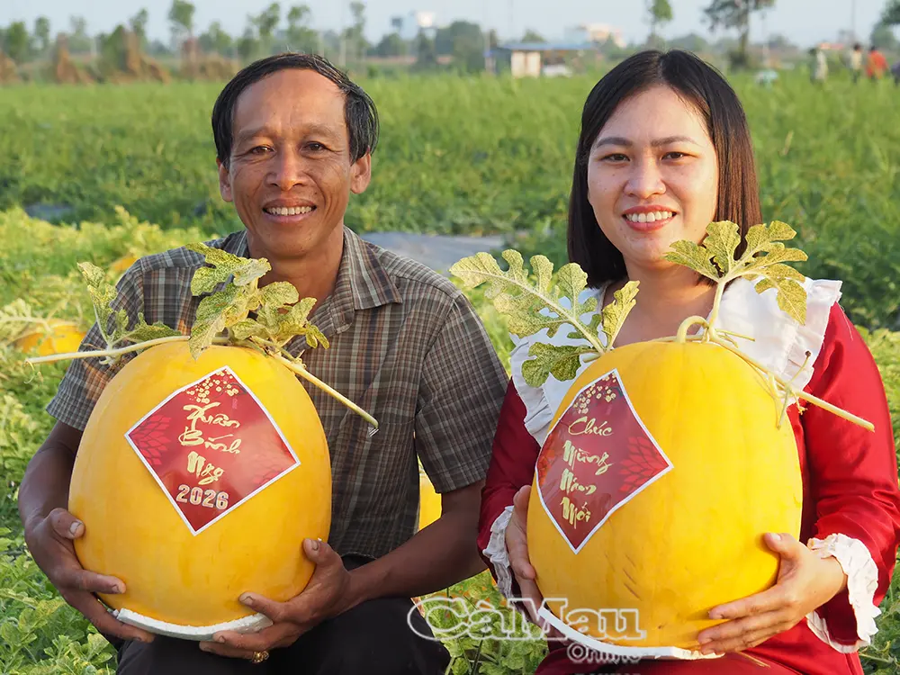 "Mùa vàng" trên ruộng dưa Tết