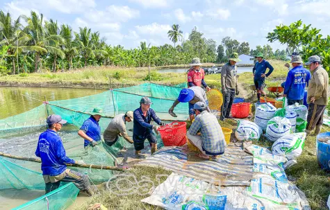 Thêm thu nhập mùa giáp Tết