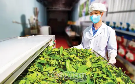 Khởi nghiệp  xanh