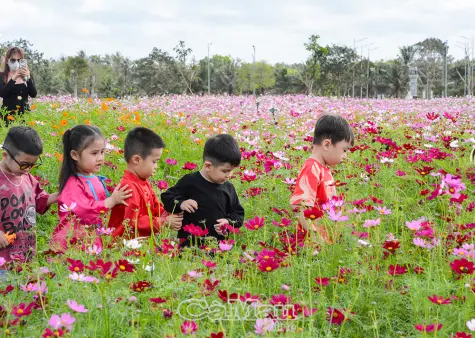 Rực rỡ hoa sao nhái, báo hiệu mùa xuân đang về