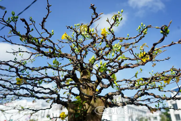 Mai vàng khoe sắc, bonsai đón Xuân