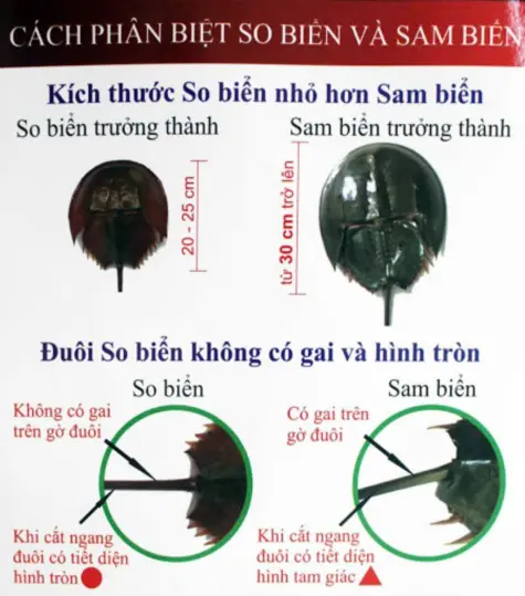  Cảnh báo ngộ độc do ăn nhầm “so biển”
