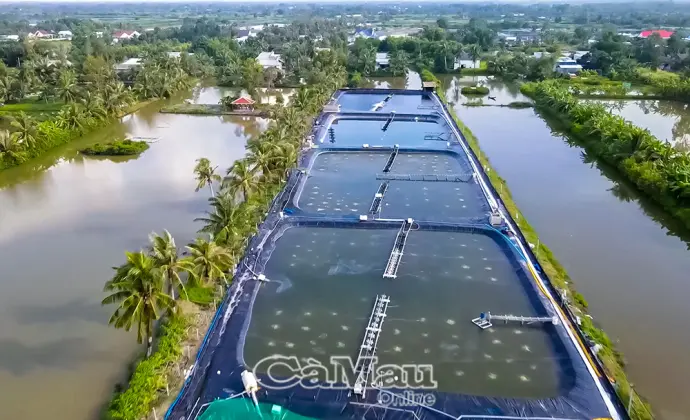 Làm giàu từ tôm sạch