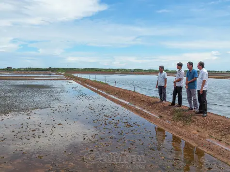 Mưa trái mùa khiến hàng nghìn hecta muối ở Cà Mau thiệt hại nặng