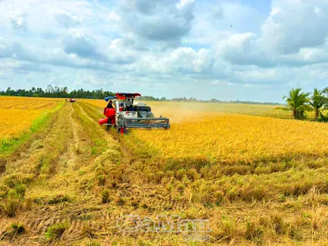 Niềm vui trên "đồng vàng" đầu xuân