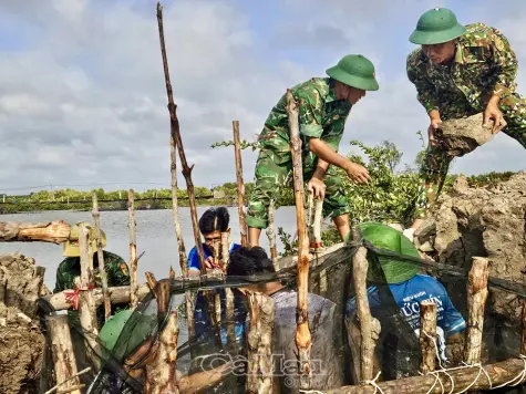 Bộ đội biên phòng kịp thời giúp dân khắc phục sự cố vỡ bờ bao vuông tôm