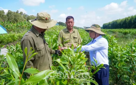 Kinh tế lâm nghiệp hướng đến tăng trưởng xanh
