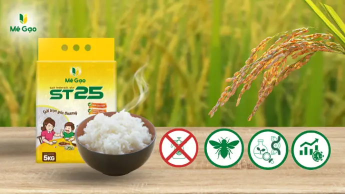 Kỹ Thuật Canh Tác Giống Lúa ST25: Quy Trình Chuẩn Từ A đến Z