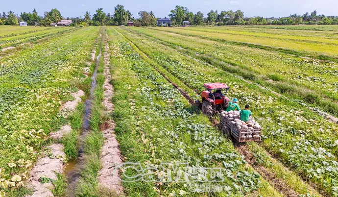 Chung tay "giải cứu" hàng trăm tấn bí đỏ tồn đọng của bà con nông dân Đá Bạc