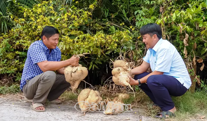 Nông dân Cà Mau thu hoạch củ sắn “khủng” nặng 10 kg