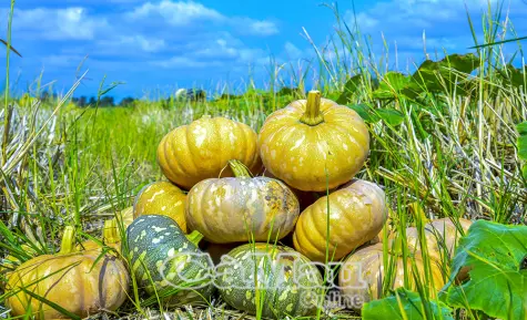 Kịp thời hỗ trợ, tiêu thụ bí đỏ cho nông dân xã Khánh Bình