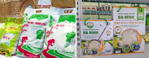 Hương gạo lan toả, công nghệ dẫn lối tương lai tại Cà Mau