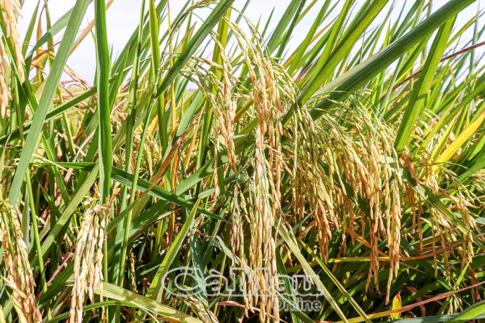 Cà Mau hướng tới sản xuất lúa bền vững