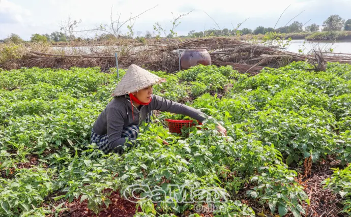Cây nụ áo: Từ rau dại đến cho thu nhập tiền triệu