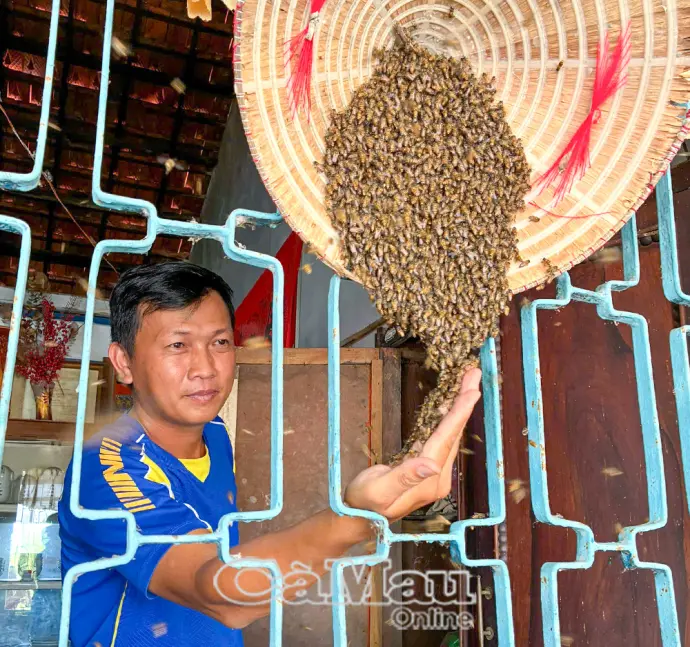 Độc đáo cách thuần hoá ong mật