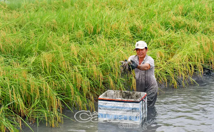 Xây dựng nông thôn Cà Mau "Xanh - Sạch - Hiệu quả - Bền vững"
