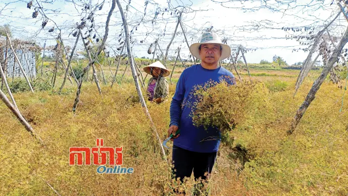 ដាំអំបើសសារាយផ្តល់ប្រាក់ចំណូលខ្ពស់