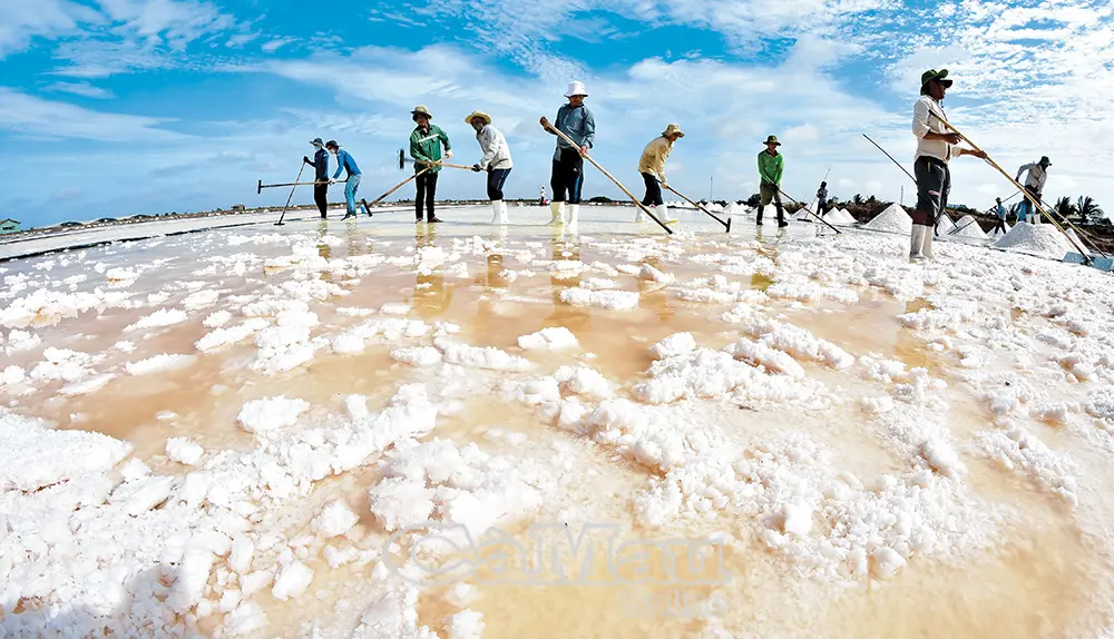 Mở lối cho nghề muối