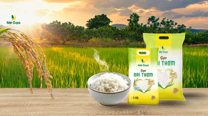 Nguồn Gốc Giống Lúa Đài Thơm 8: Đặc Tính, Kỹ Thuật Canh Tác Và Năng Suất