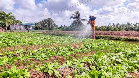 Đón tết Chôl Chnăm Thmây trong niềm vui trúng mùa, được giá