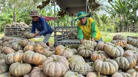 Ðằng sau câu chuyện “giải cứu” bí đỏ