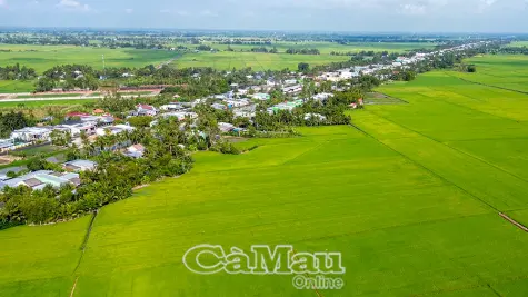 Ráo riết tìm đầu ra cho lúa đông xuân