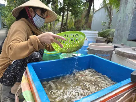 Thời tiết khắc nghiệt, tôm nuôi rủi ro cao