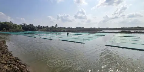 Tín hiệu tích cực từ trồng rong câu Thái kết hợp nuôi tôm
