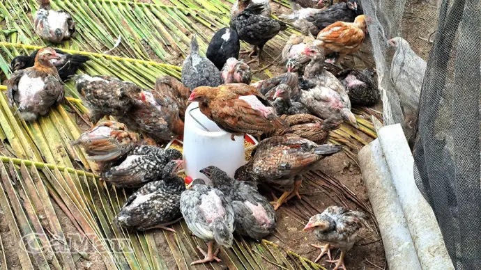 Hỗ trợ sinh kế - Chìa khoá giảm nghèo bền vững