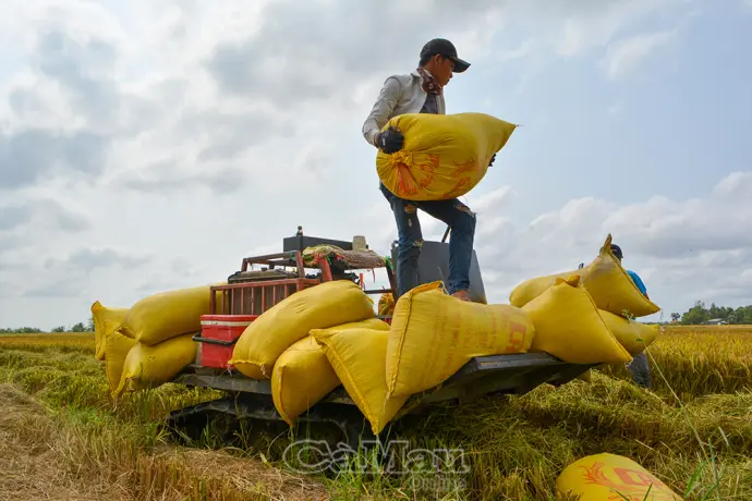 Hỗ trợ nông dân tìm đầu ra cho lúa đông xuân