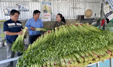 Vững sinh kế từ rau cần nước