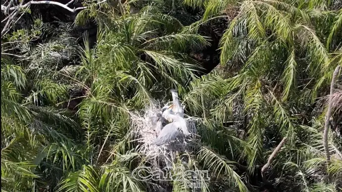 Lần đầu tiên cò nhạn sinh sản tại Vườn chim Bạc Liêu