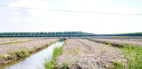 U Minh Hạ mùa giáp hạt