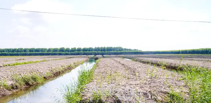 U Minh Hạ mùa giáp hạt