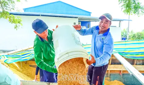 Chuỗi sự kiện là “cú hích” xây dựng thương hiệu lúa gạo Cà Mau