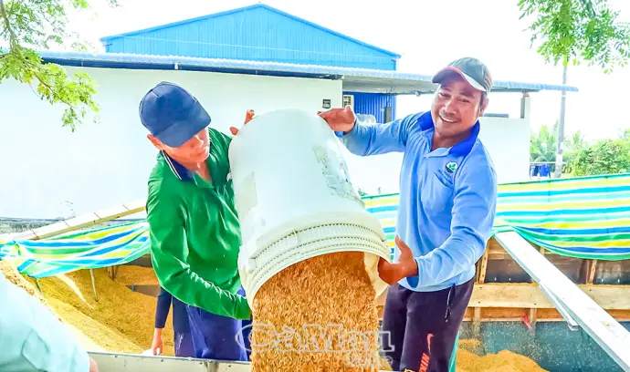 Chuỗi sự kiện là “cú hích” xây dựng thương hiệu lúa gạo Cà Mau