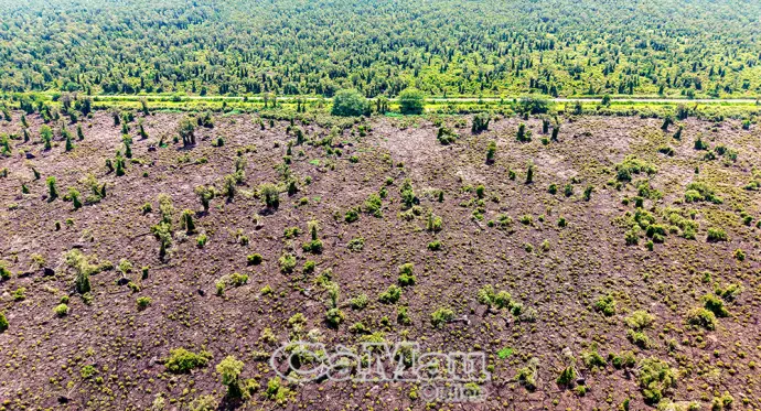 Dấu hiệu suy kiệt rừng nguyên sinh