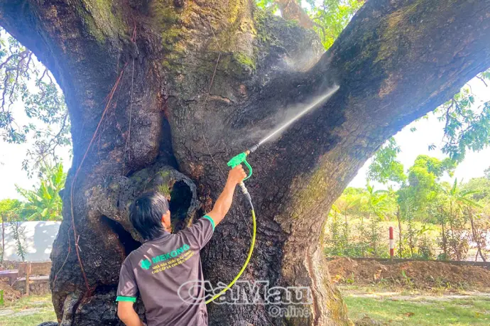 Hồi sinh thành công cây di sản duy nhất tại Cà Mau