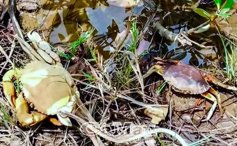 Cà Mau khẩn trương khống chế dịch bệnh thuỷ sản