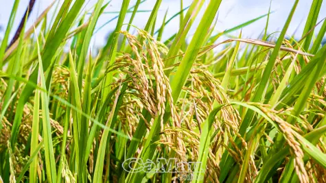 Nâng chất ngành lúa gạo trong bối cảnh mới